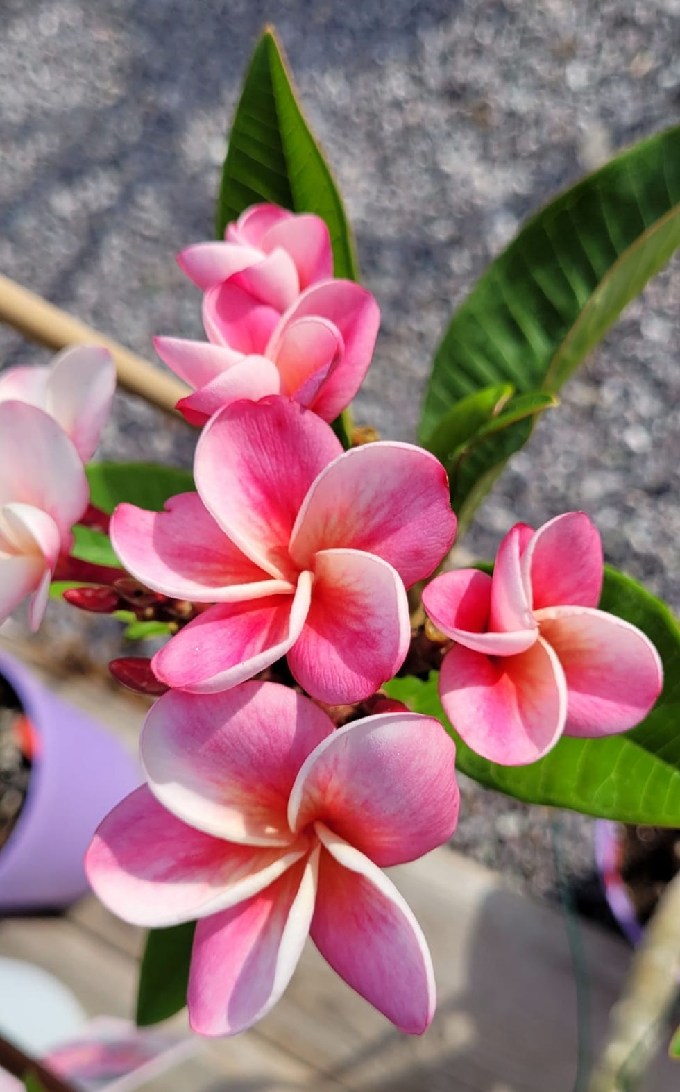 Miniaturbild: Plumeria / Frangipani Divine