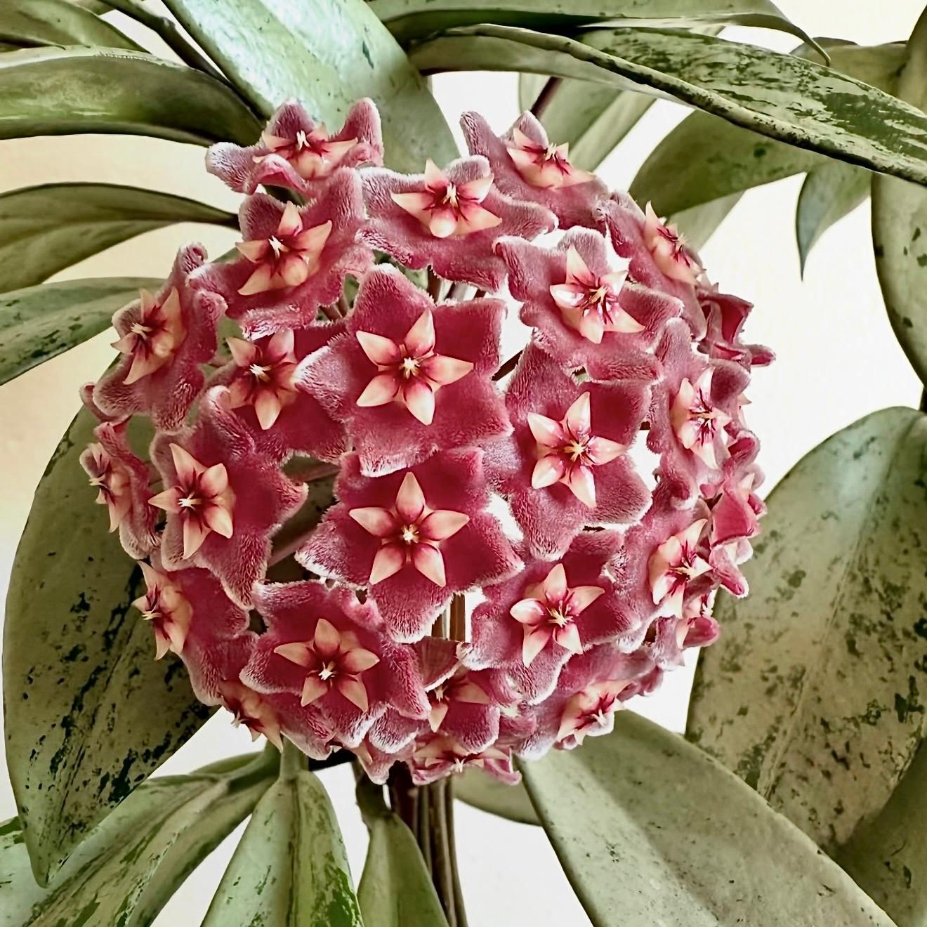 Hoya Publicalyx pink silver ghost