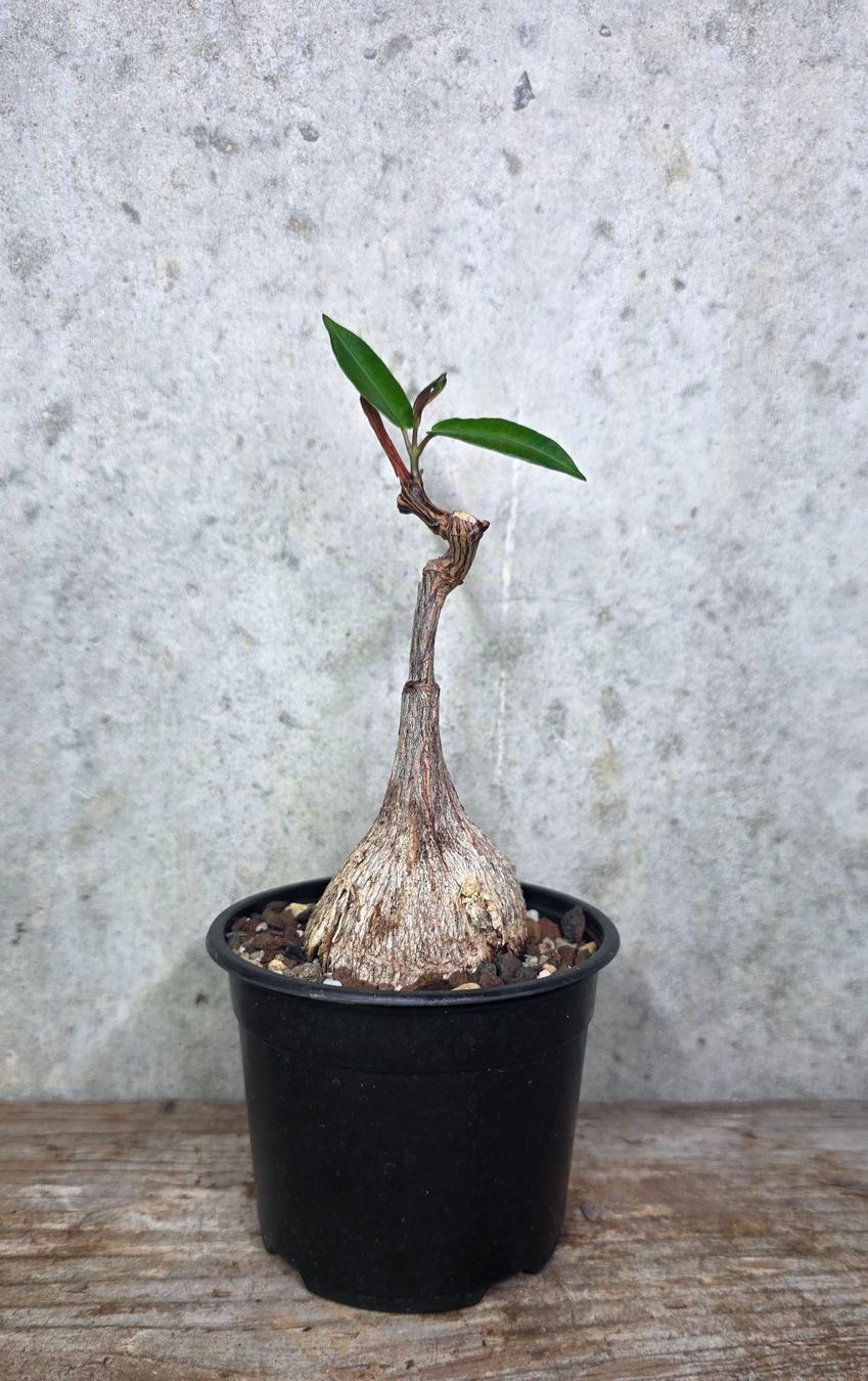 Petopentia natalensis