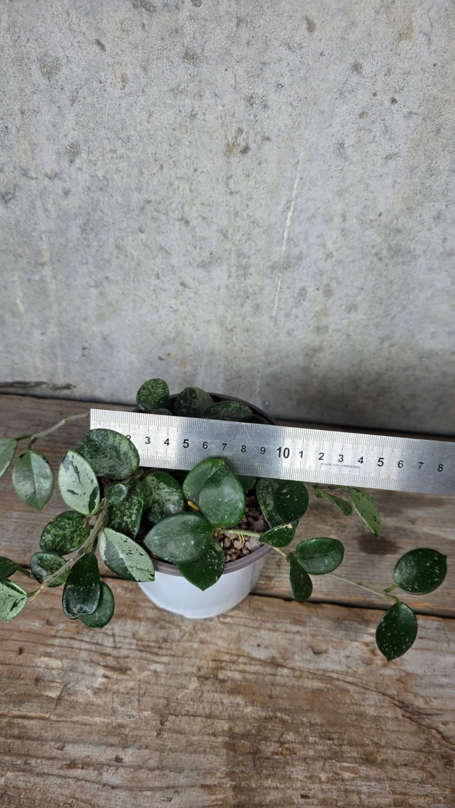 Miniaturbild: Hoya 'Mathilde Splash'