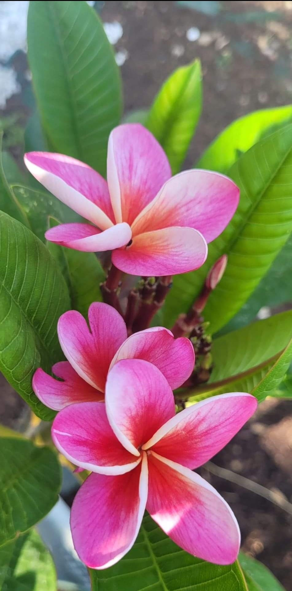Miniaturbild: Plumeria / Frangipani Divine