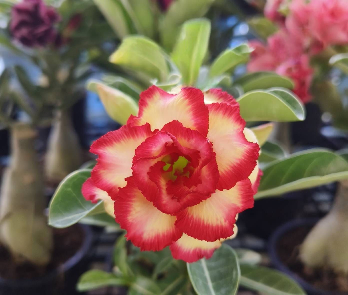 Adenium / Wüstenrose