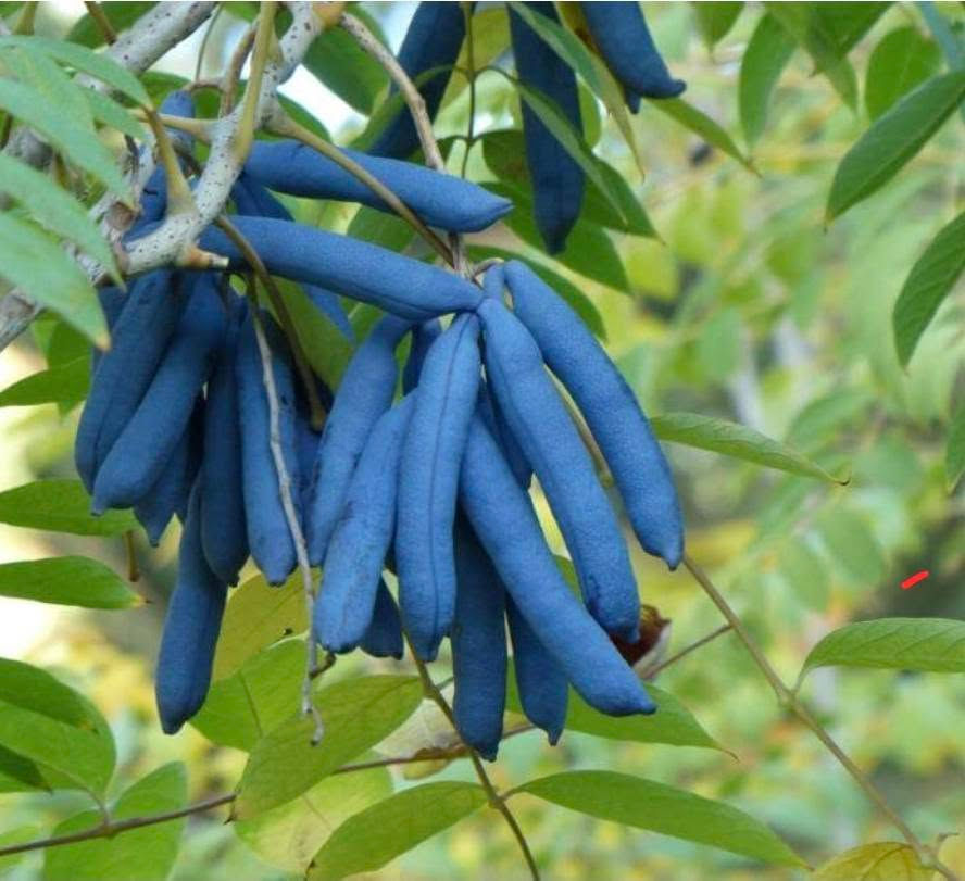 Blaugurke (Decaisnea fargesii) kaufen – Exotischer Blauschotenstrauch für Ihren