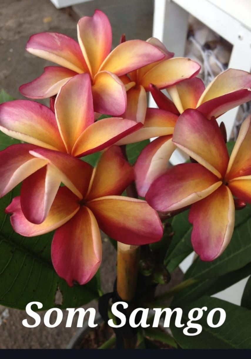 Plumeria / Frangipani Somsamgo