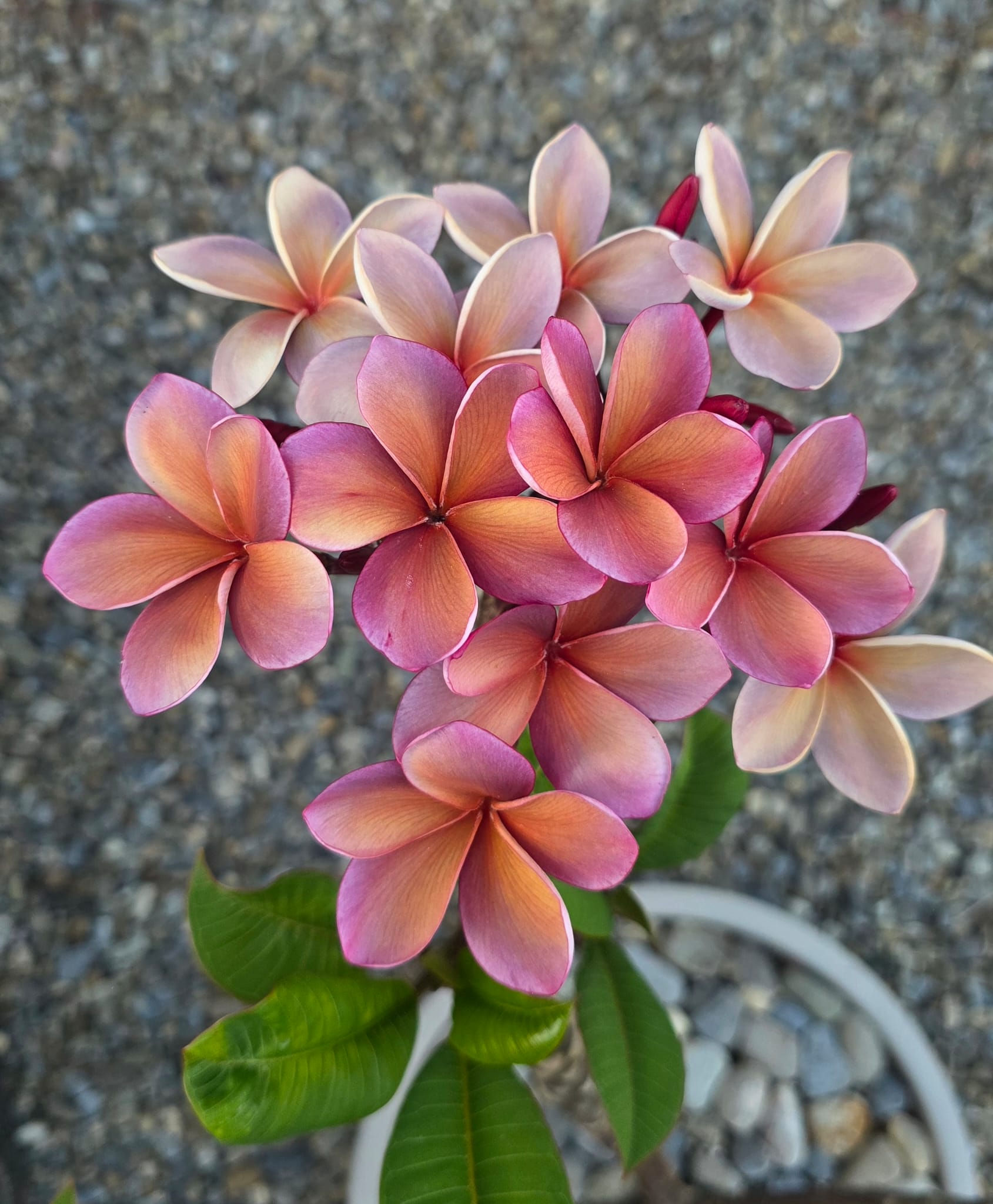 Plumeria 'George Brown'