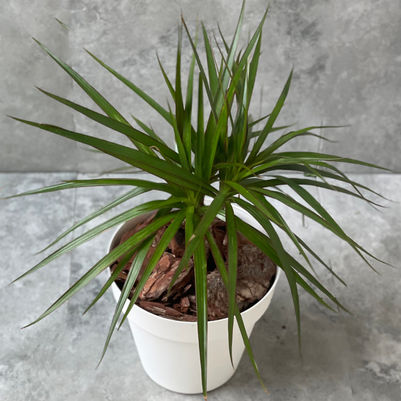 Como cuidar tu Dracena Marginata