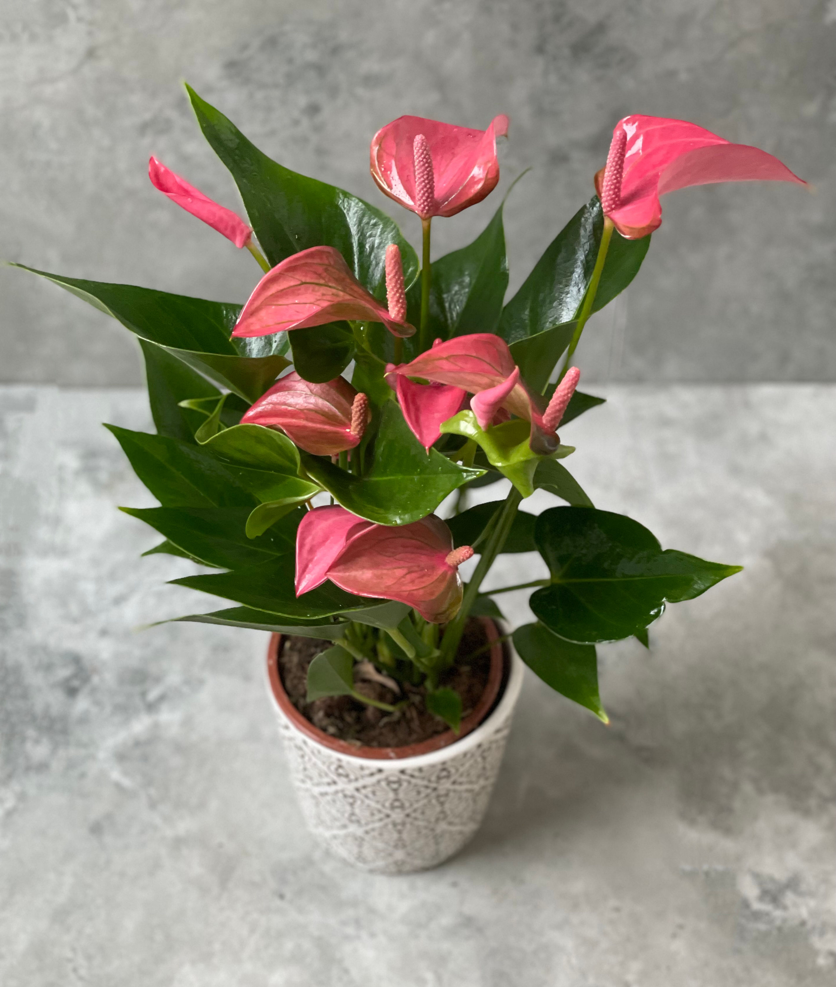 Anthurium Rosa Fucsia