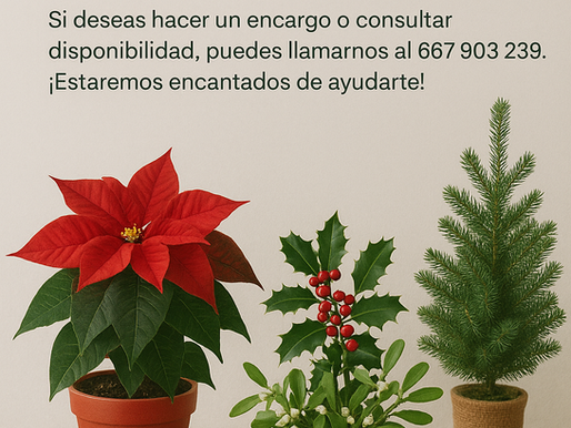 🎄 Plantas típicas de Navidad: un imprescindible en Floristería Amaralia (Zaragoza)