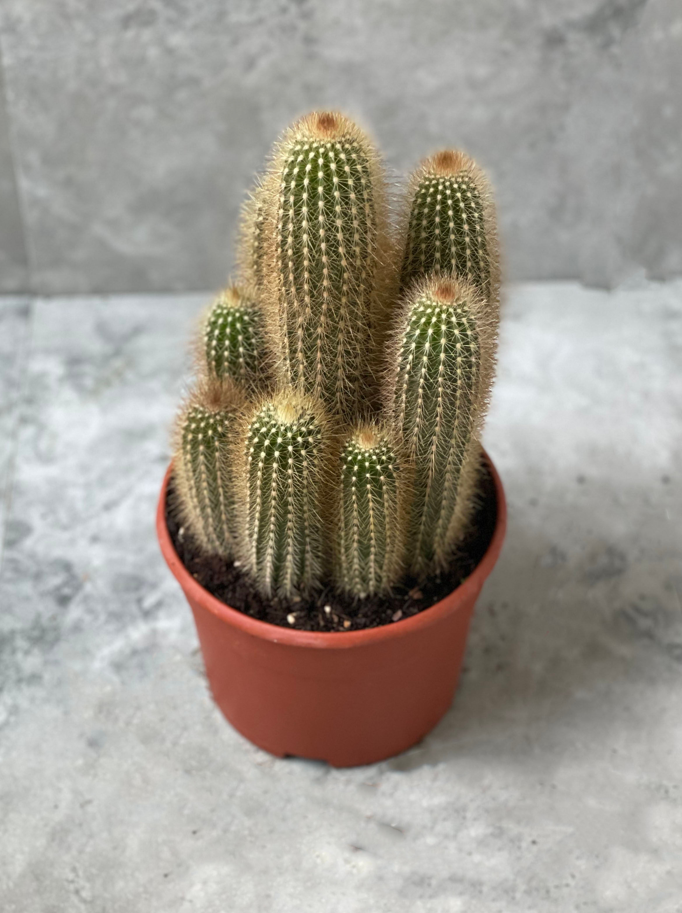Echinocactus (Cactus Barril)