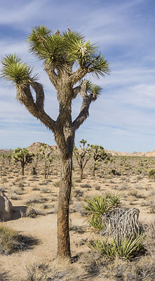 Serving the High Desert
