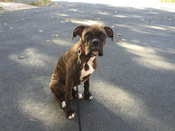 Jaxon in Dog Training