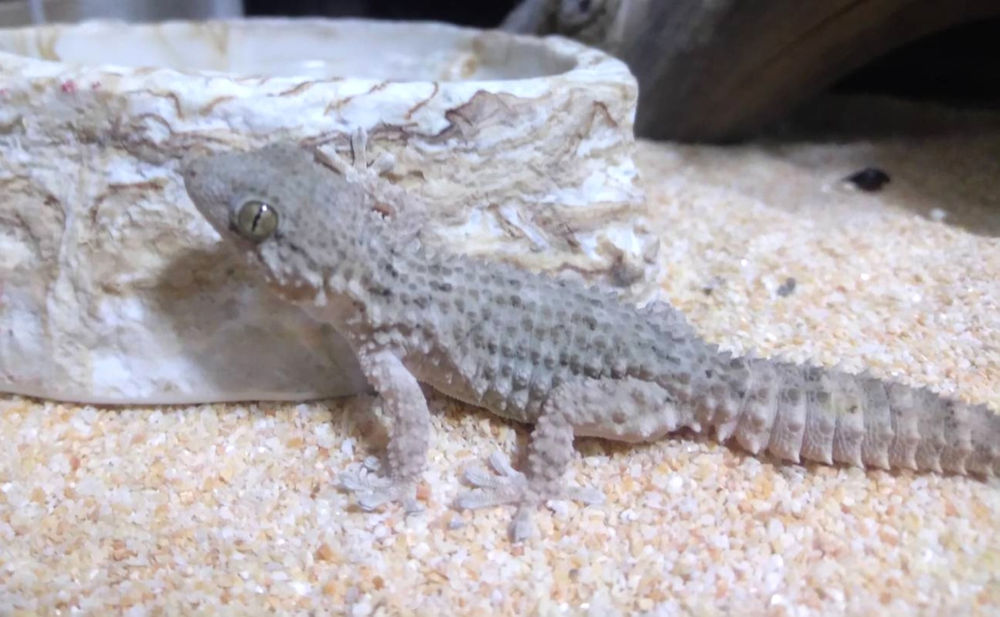 ムーアカベヤモリ