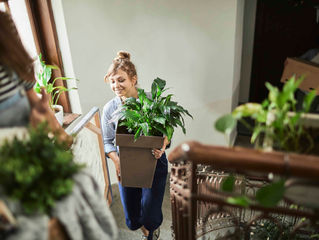 How To Move House With Pot Plants