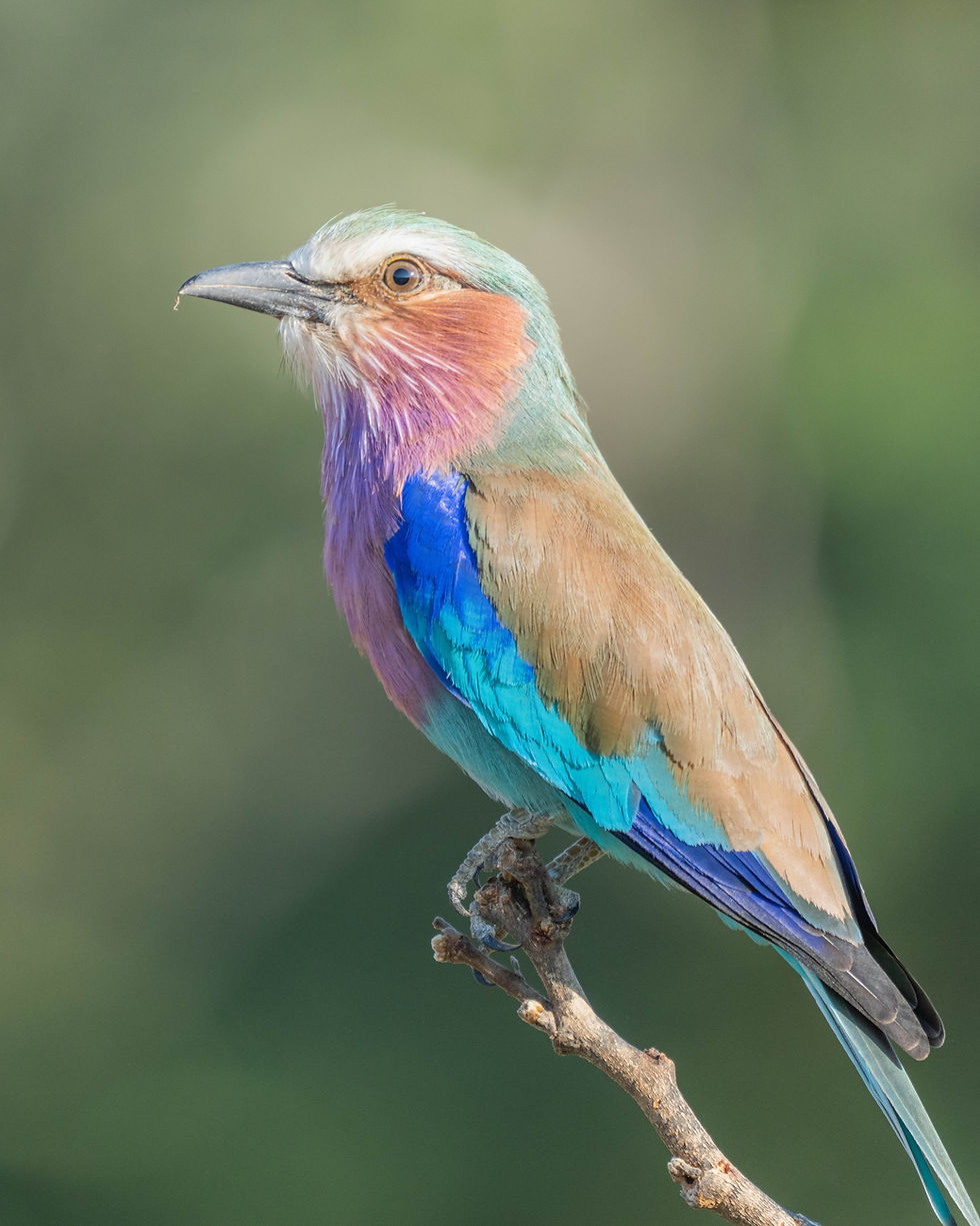 South Luangwa 122.jpg