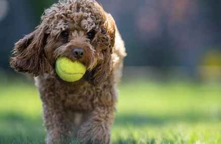 Poodle Toy da Bruna Marquezine é a segunda raça mais inteligente do mundo