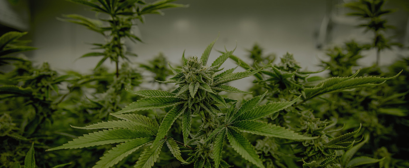Calgary Weed Delivery| The Green Shop