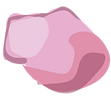 VIdeo flowers-34.png