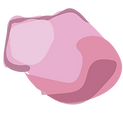 VIdeo flowers-34.png