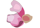 VIdeo flowers-11.png