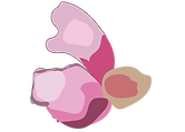 VIdeo flowers-11.png