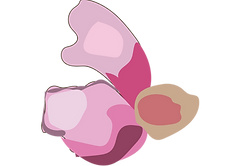 VIdeo flowers-11.png