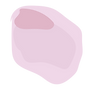 VIdeo flowers-24.png