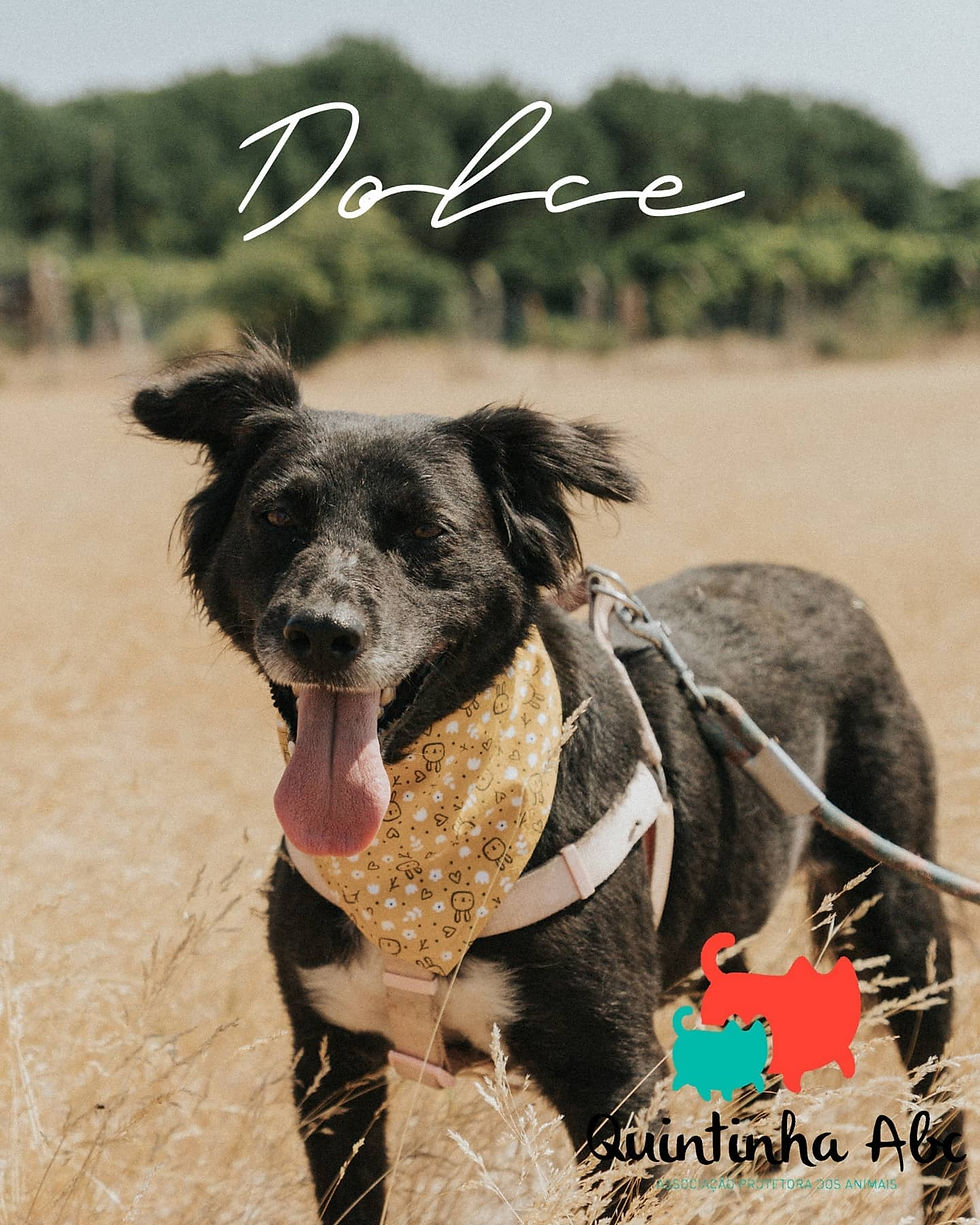Dolce