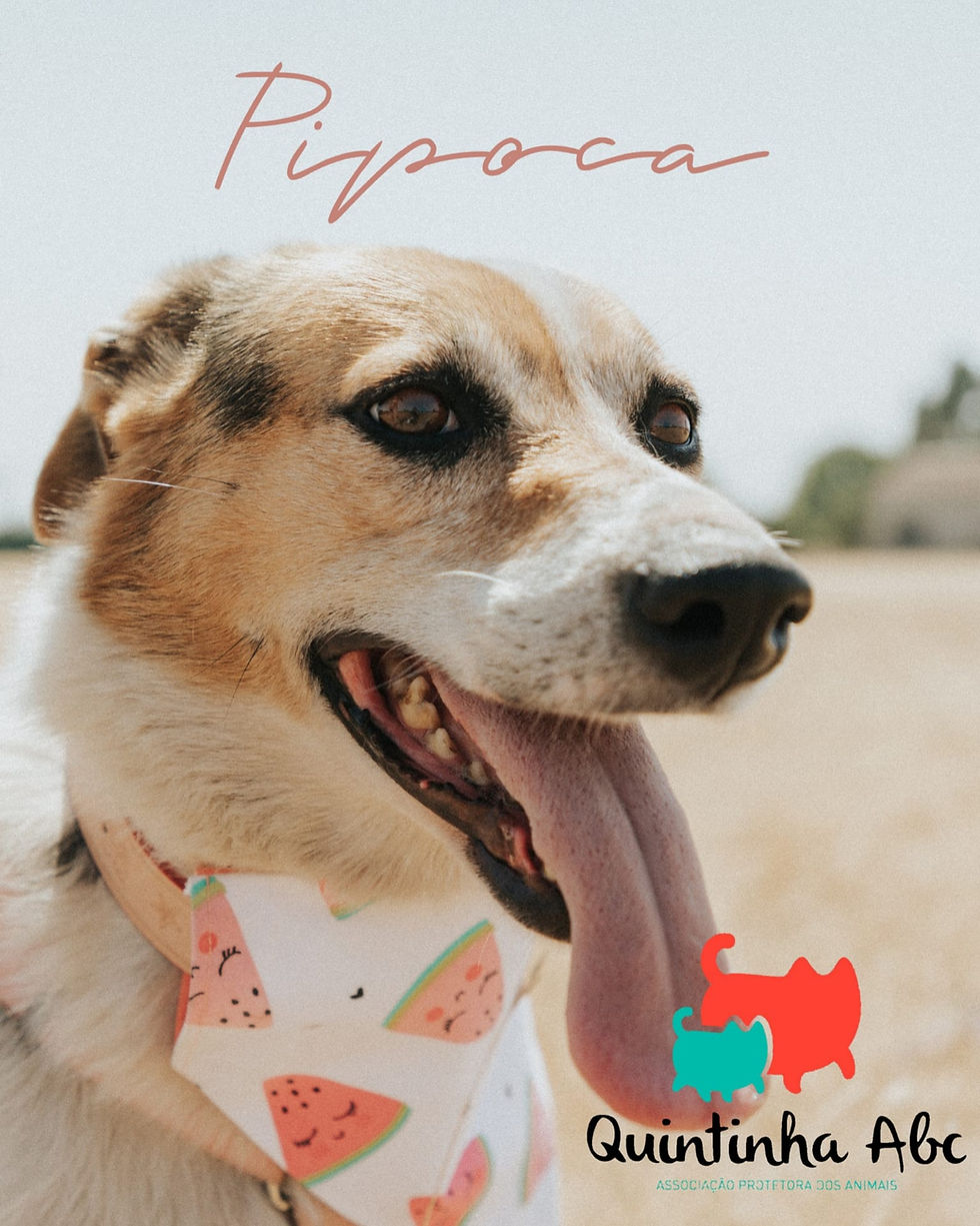 Pipoca