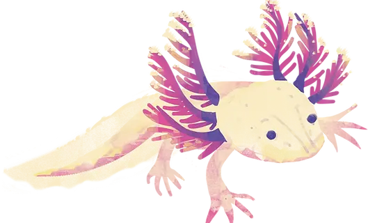 Axolotl.webp