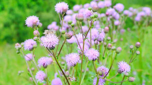 Isaiah 26:12-27:13 Redemption of the Weeds