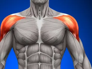 Exercícios de Calistenia para Fortalecer os Ombros