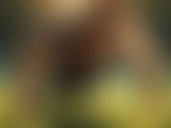 Exercícios básicos para se fazer em casa