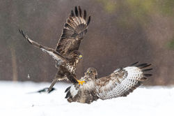 31122021-DSC_2650-Modifica