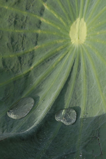 MatthewSimpson_Laos_Jun2009_Lotus leaf.jpg