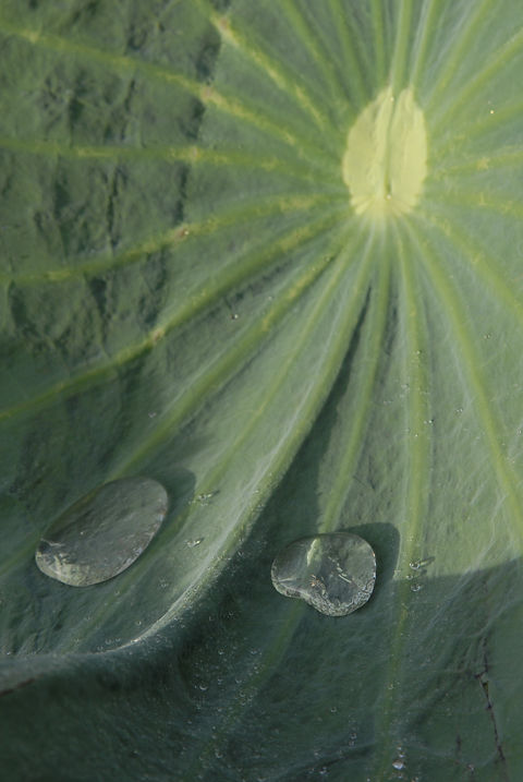 MatthewSimpson_Laos_Jun2009_Lotus leaf.jpg