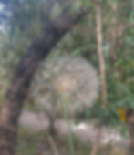 חולות עין שריד-צלמה גילי מצא