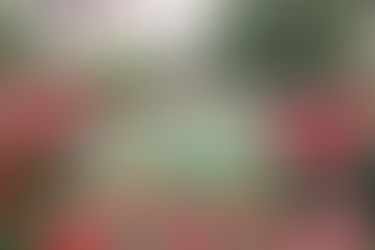 פריחה ירושלמית-חלק ראשון