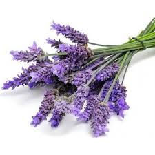 Lavande vraie - angustifolia - officinale