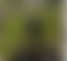 Den russiske virkelighed overgår fantasien - Irina Bjørnø på P4 med store interview