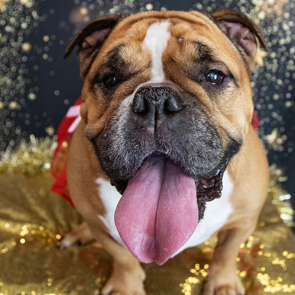 Starting the New Year with Intention: A Fresh Chapter for Your Dog Photography Experience