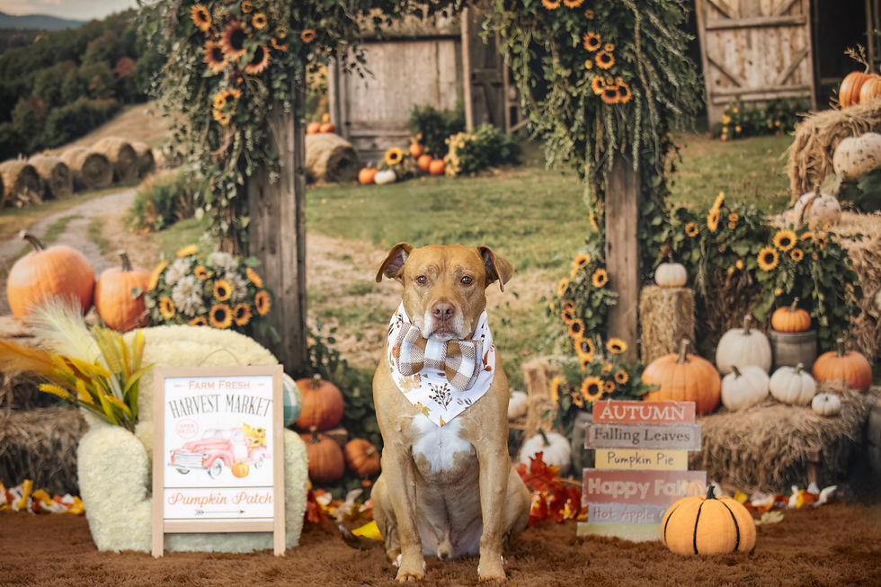 Fall Mini Sessions