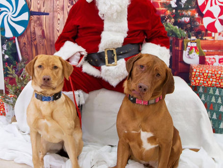How to prepare your dog to meet Santa 🧑🎄