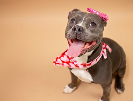 pitbull