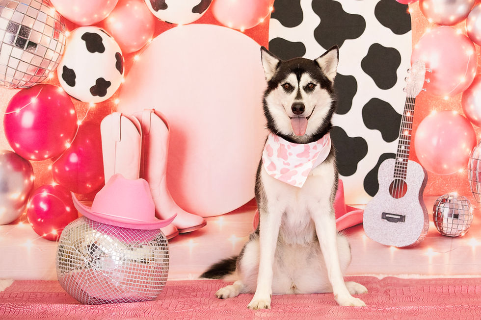 Cowgirl / Pink Pony Club @ Pixie Sticks Dog Boutique