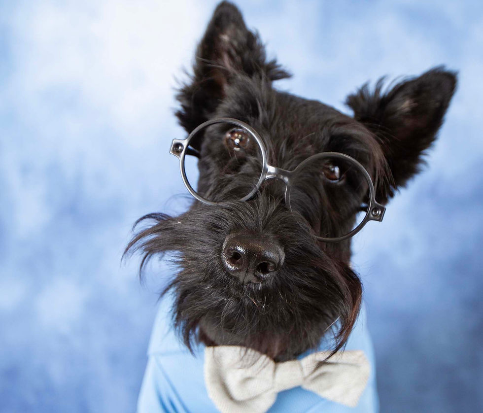 Yearbook & Career Day Paw Pup