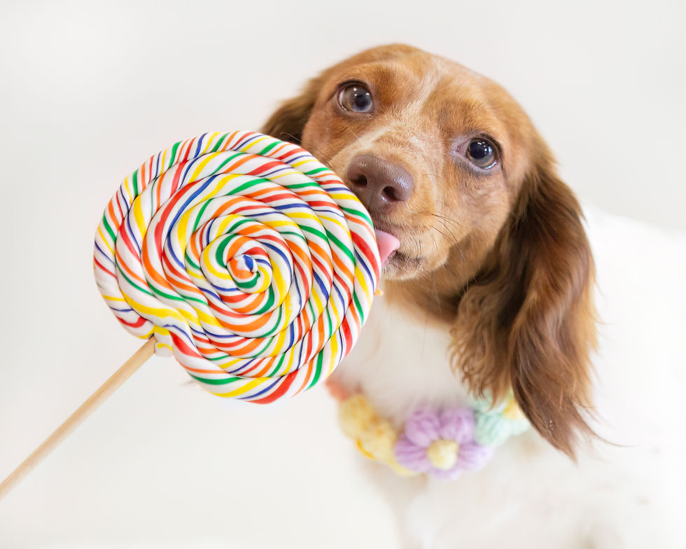 Lollipop Photos @ Pixie Sticks Dog Boutique