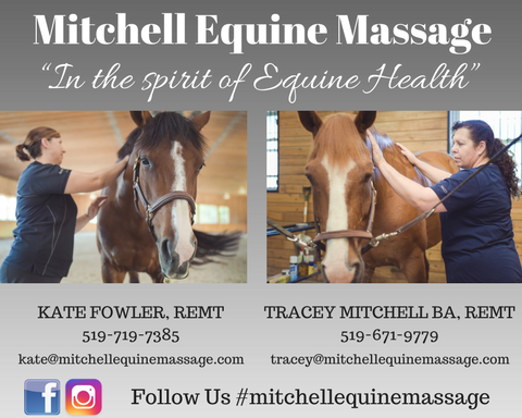 Half Page Mitchell Equine Massage