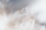 LR_Website.jfif
