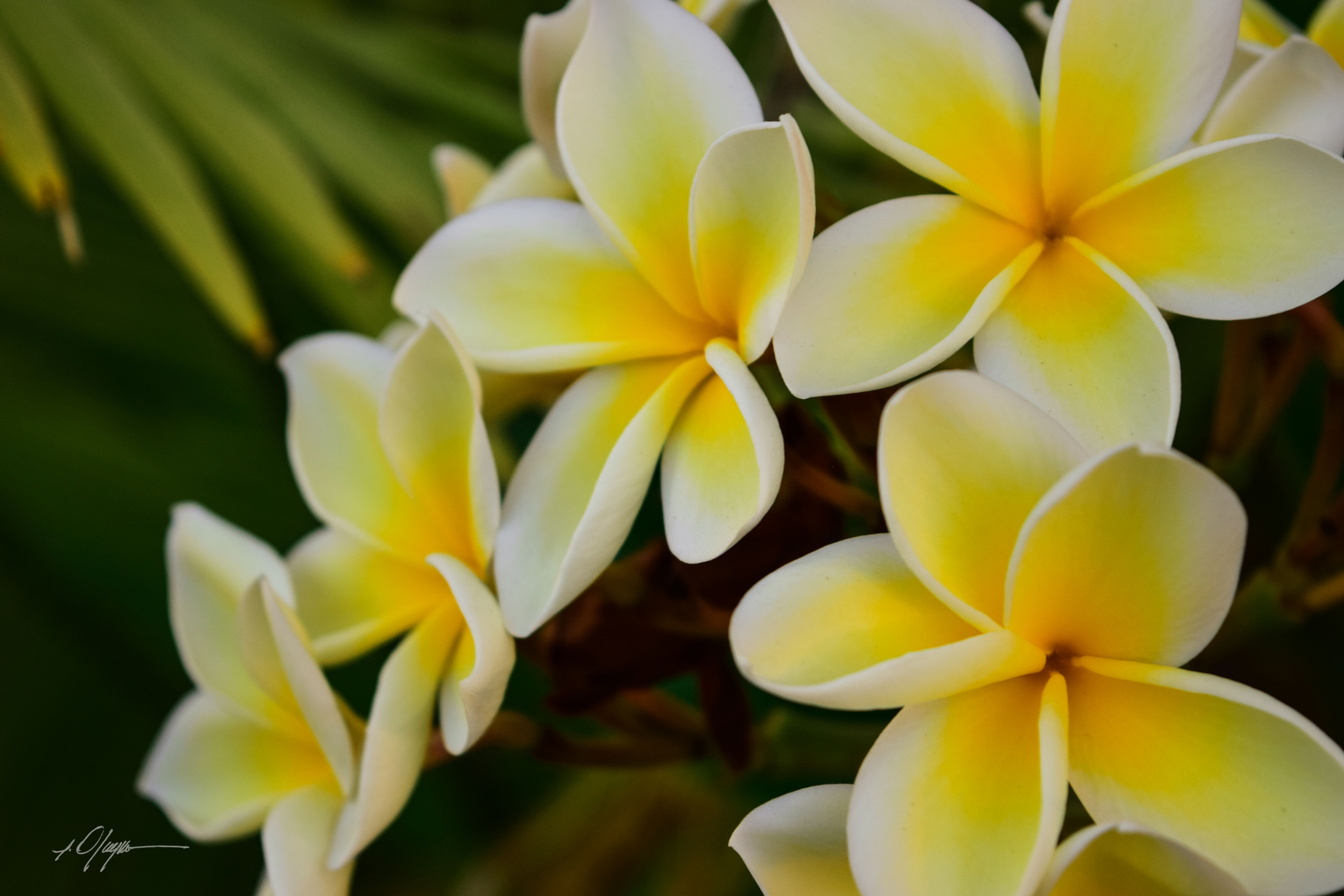 Plumeria Dance