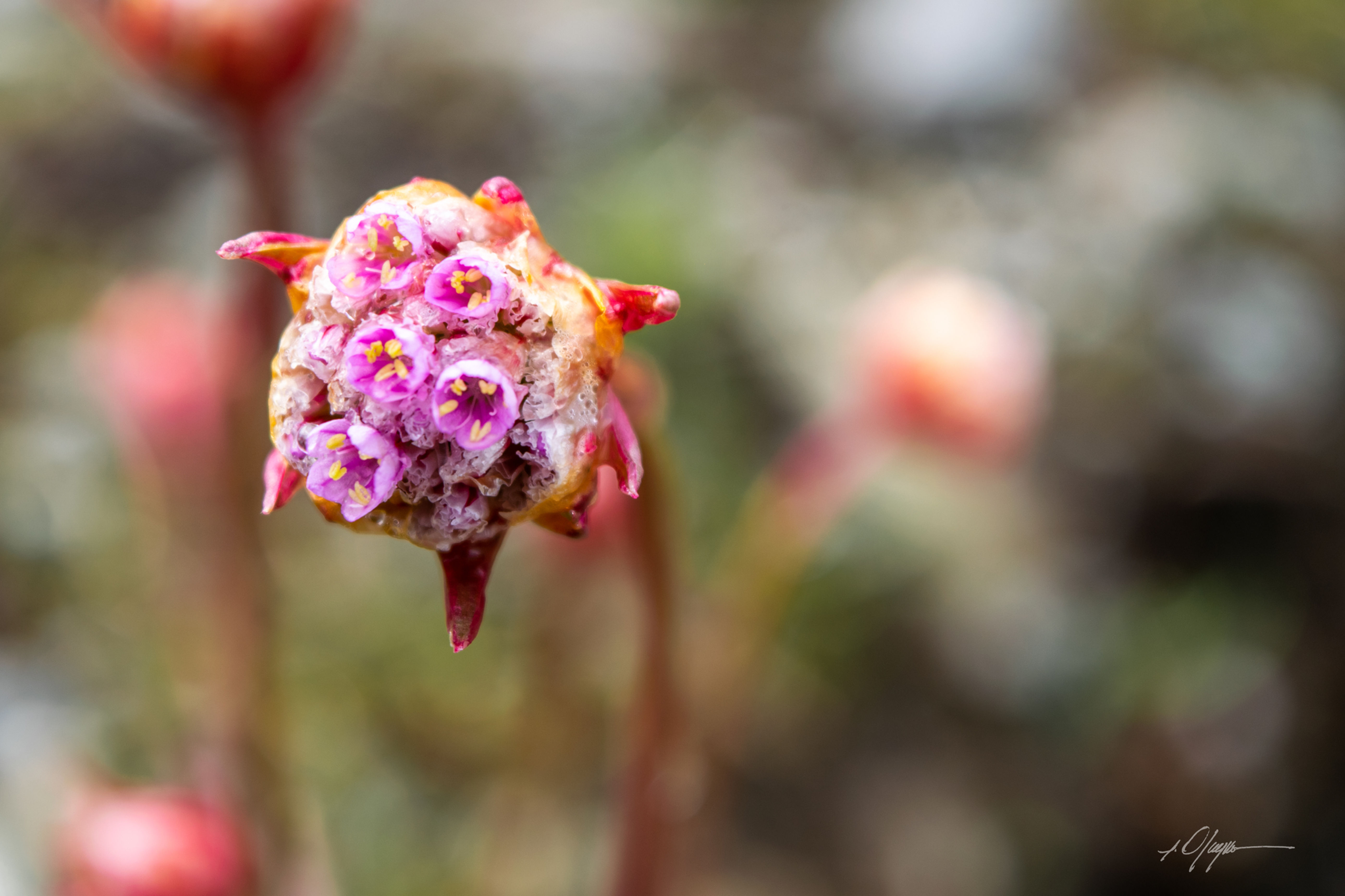 Marvelously Forbidding